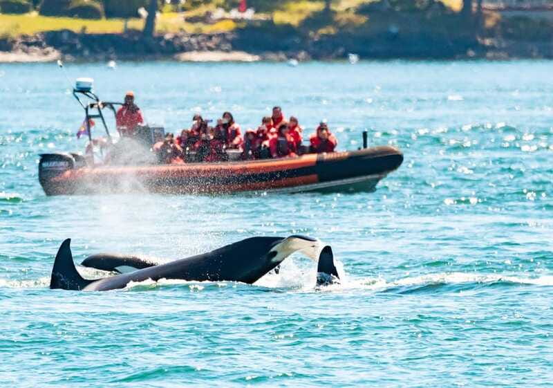 Victoria: 3-Hour Zodiac Whale-Watching Tour - Price and value at $140
