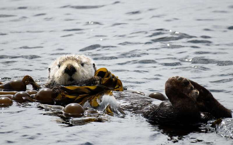 Victoria: 3-Hour Zodiac Whale-Watching Tour - Timing, weather, and what to wear