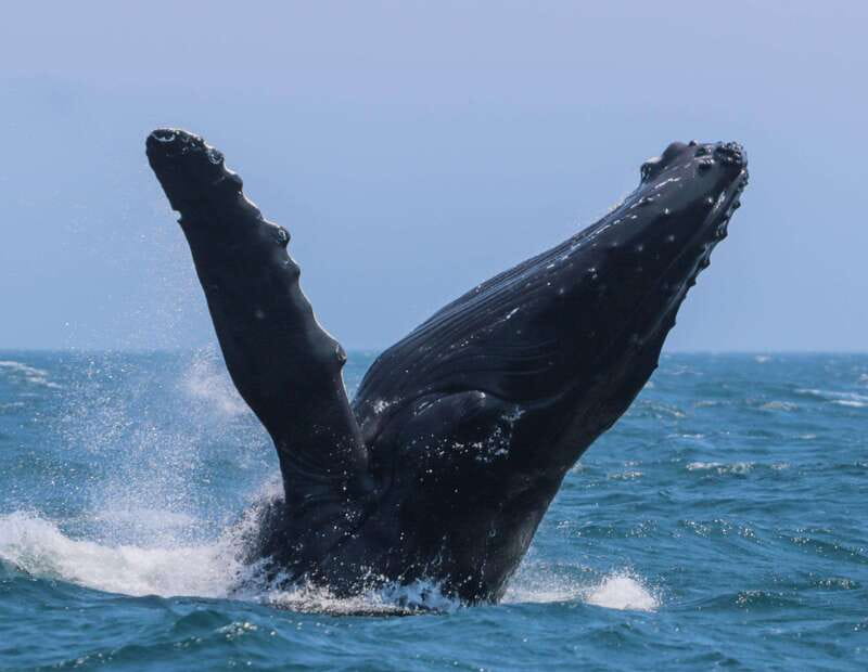 Victoria: 3-Hour Zodiac Whale-Watching Tour - Leaving 950 Wharf Street for the Salish Sea