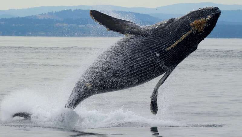 Victoria, BC: 3-Hour Ultimate Whale & Marine Wildlife Tour - Setting Out From the Fairmont Empress