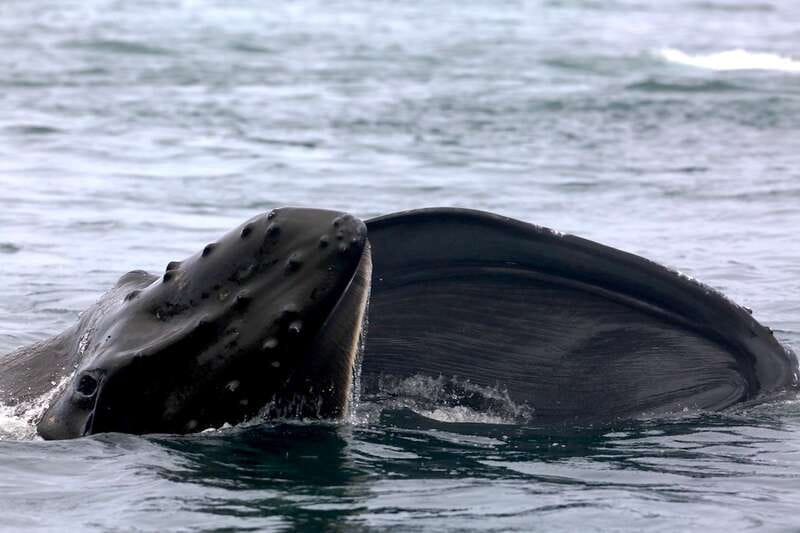 Victoria, BC: 3-Hour Ultimate Whale & Marine Wildlife Tour - Should You Book the Victoria Whale Tour?