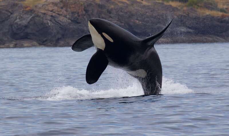 Victoria, BC: 3-Hour Ultimate Whale & Marine Wildlife Tour - A Purpose-Built Boat With Room to Watch