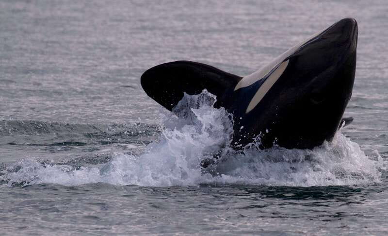 Victoria, BC: 3-Hour Ultimate Whale & Marine Wildlife Tour - Seals, Sea Lions, Birds, and the Backup Plan
