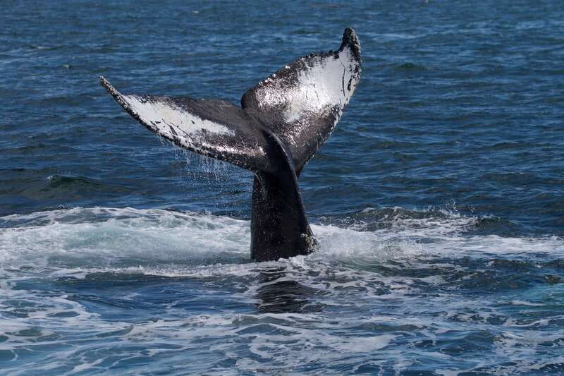Victoria, BC: 3-Hour Ultimate Whale & Marine Wildlife Tour - When to Book and What to Wear