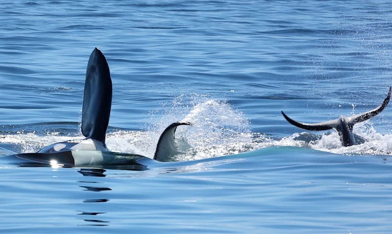Victoria, BC: 3-Hour Ultimate Whale & Marine Wildlife Tour - Who Should Choose This Tour