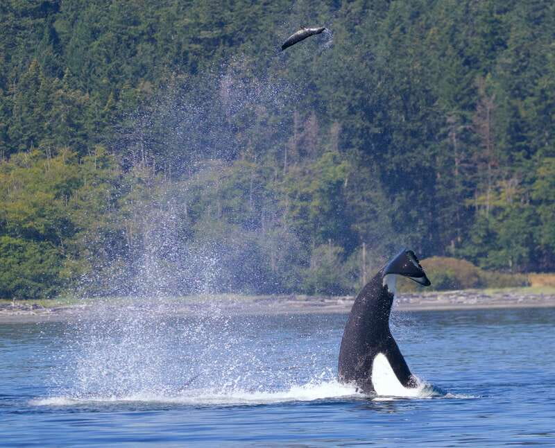 Victoria, BC: 3-Hour Ultimate Whale & Marine Wildlife Tour - The Main Tradeoff: Wildlife Versus Certainty