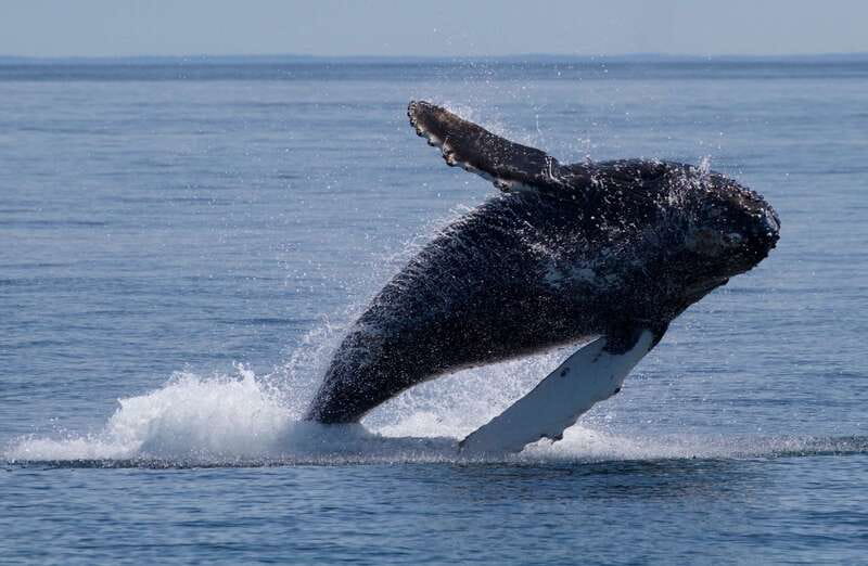 Victoria, BC: 3-Hour Ultimate Whale & Marine Wildlife Tour - Three Hours of Wildlife Searching
