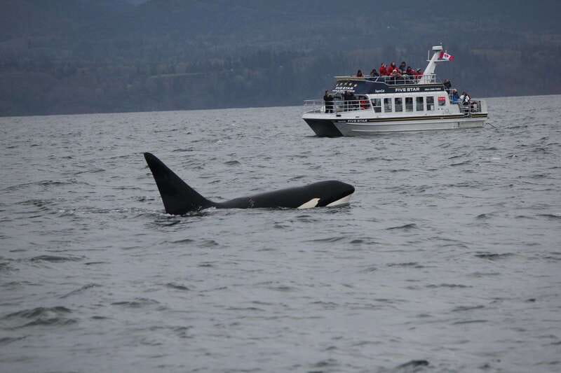 Victoria BC: 3-Hour Whale Watching Expedition - Key points at a glance