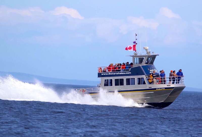 Victoria BC: 3-Hour Whale Watching Expedition - Should you book Five Star Whale Watching?
