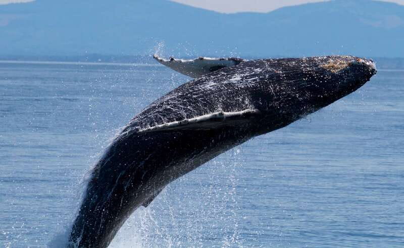 Victoria BC: 3-Hour Whale Watching Expedition - Setting out beside the Fairmont Empress