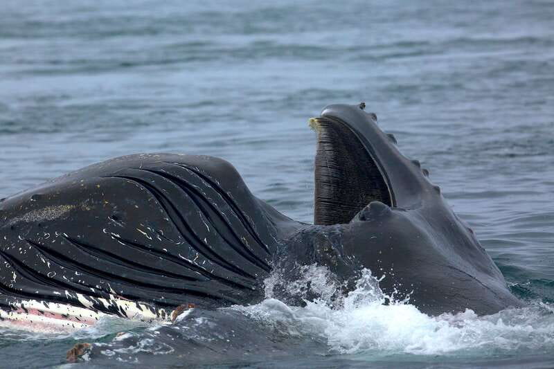 Victoria BC: 3-Hour Whale Watching Expedition - Captains, naturalists, and the value of explanation