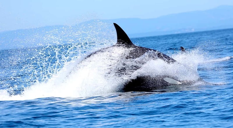 Victoria BC: 3-Hour Whale Watching Expedition - Comfort, weather, and the ride itself