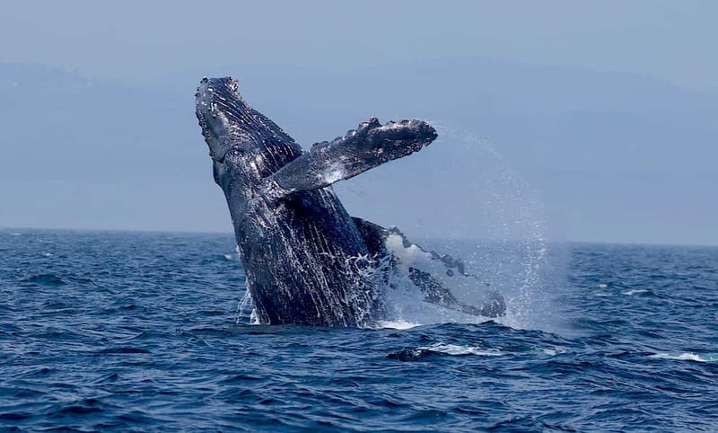 Victoria BC: 3-Hour Whale Watching Expedition - Who will enjoy this cruise most?