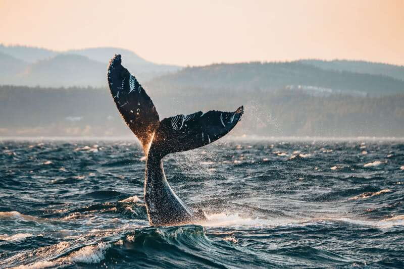 Victoria: Covered Whale Watching Adventure with Free Photos - Humpbacks, sea lions, otters, and eagles