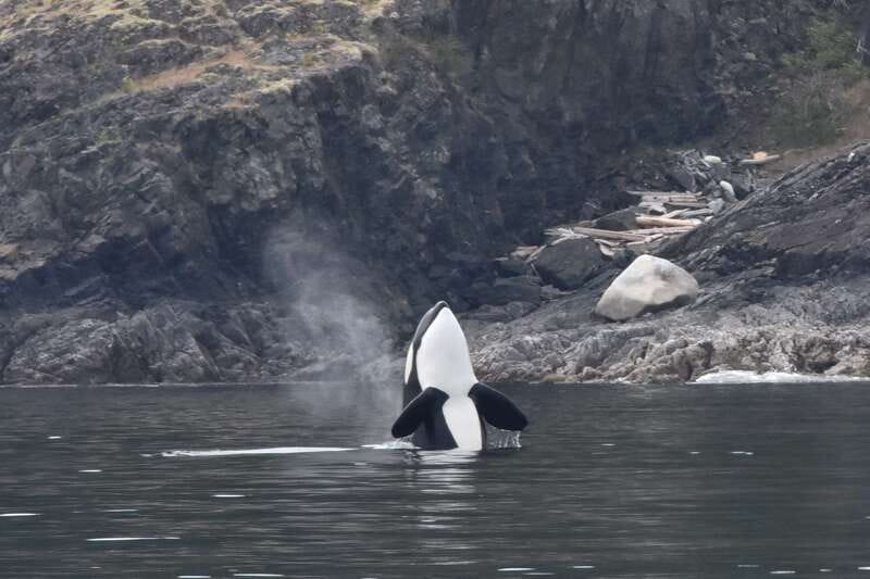 Victoria: Covered Whale Watching Adventure with Free Photos - Three naturalists and a captain who keep the trip moving