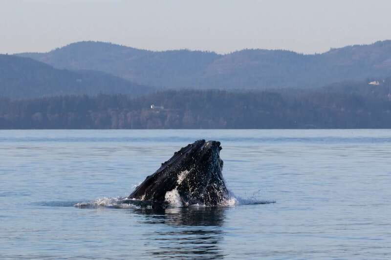 Victoria: Covered Whale Watching Adventure with Free Photos - Is $149 a fair price?