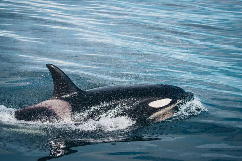 Victoria: Covered Whale Watching Adventure with Free Photos - Watching orcas with room to move