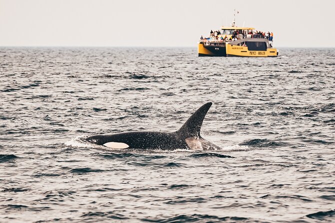 Victoria Half-Day Whale Watching Adventure with Free Photos - A roomy catamaran with two ways to watch