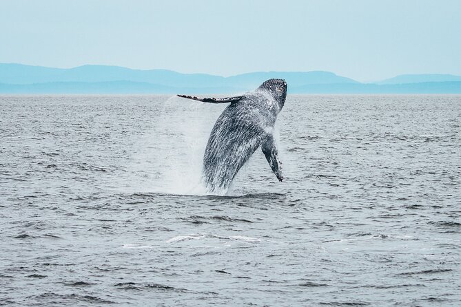 Victoria Half-Day Whale Watching Adventure with Free Photos - The naturalists make the trip worthwhile