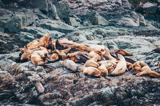 Victoria Half-Day Whale Watching Adventure with Free Photos - Why the $154.08 price can make sense