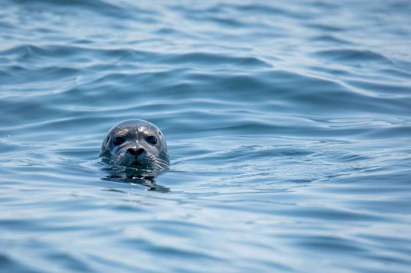 Victoria: Morning Whale-Watching Tour in Scarab Boat - Key points to know before you go