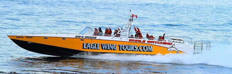 Victoria: Morning Whale-Watching Tour in Scarab Boat - Searching the Salish Sea for its residents
