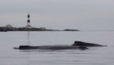 Morning Whale-Watching Tour in Scarab Boat