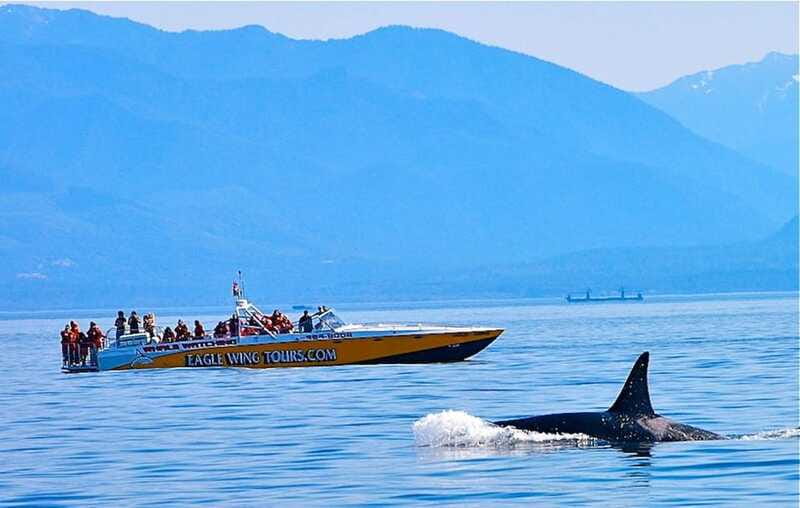 Victoria: Morning Whale-Watching Tour in Scarab Boat - What the wildlife moments may look like