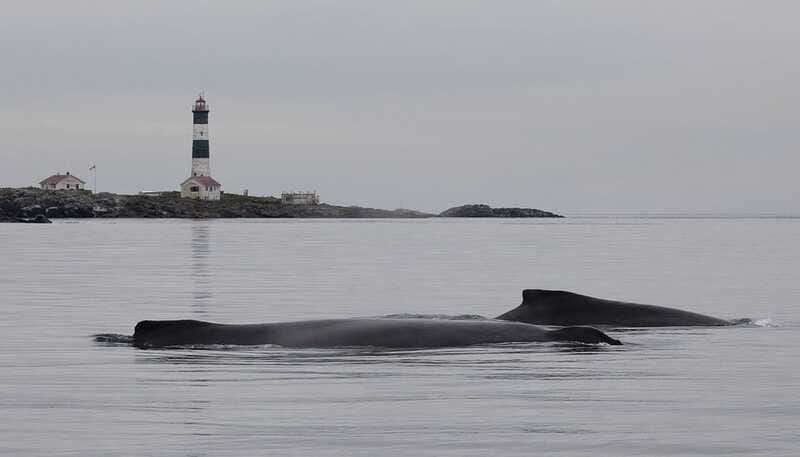 Victoria: Morning Whale-Watching Tour in Scarab Boat - The quiet stretches are part of the experience