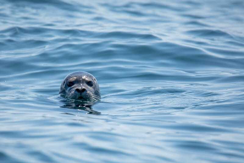 Victoria: Morning Whale-Watching Tour in Scarab Boat - Who will get the most from this trip