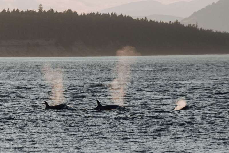 Victoria: Morning Whale-Watching Tour in Scarab Boat - Simple tips for making the morning better