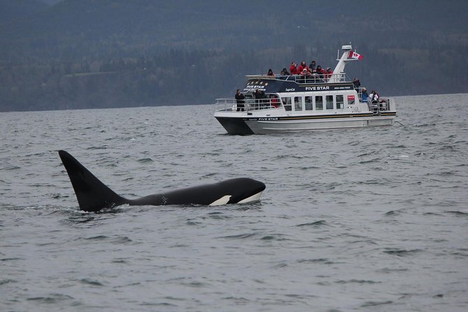 Victoria Shore Excursion: Whale-Watching Cruise with Expert Naturalist Guides - Key points to know before you book