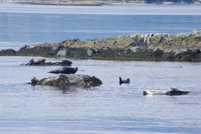 Victoria Shore Excursion: Whale-Watching Cruise with Expert Naturalist Guides - A whale search that begins close to Victoria’s port