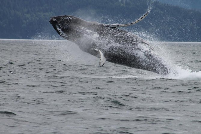 Victoria Shore Excursion: Whale-Watching Cruise with Expert Naturalist Guides - Orcas, humpbacks, seals, and sea lions