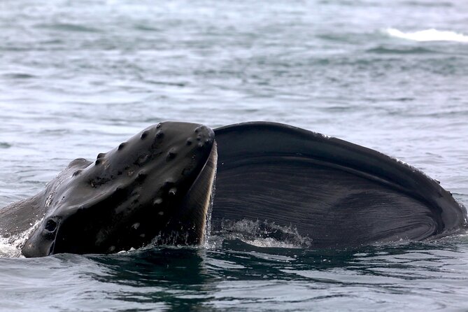 Victoria Shore Excursion: Whale-Watching Cruise with Expert Naturalist Guides - The guides make the difference