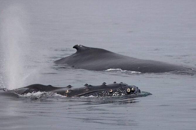 Victoria Shore Excursion: Whale-Watching Cruise with Expert Naturalist Guides - What the boat ride feels like