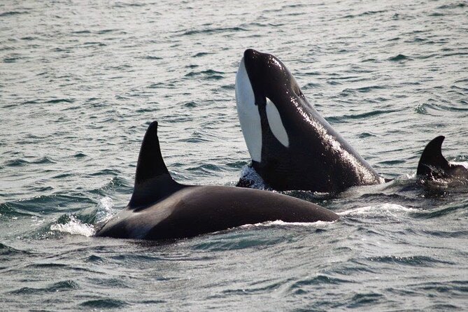 Victoria Shore Excursion: Whale-Watching Cruise with Expert Naturalist Guides - The shore-excursion guarantee
