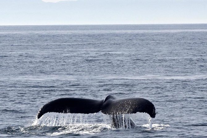 Victoria Shore Excursion: Whale-Watching Cruise with Expert Naturalist Guides - Weather, timing, and who will enjoy it most