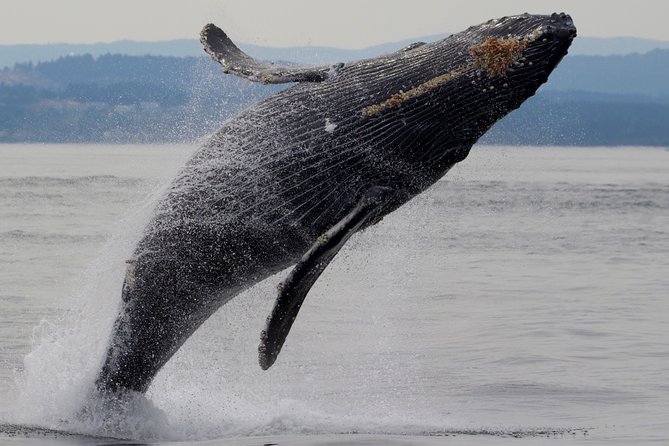 Victoria Shore Excursion: Whale-Watching Cruise with Expert Naturalist Guides - From small islands to kelp beds