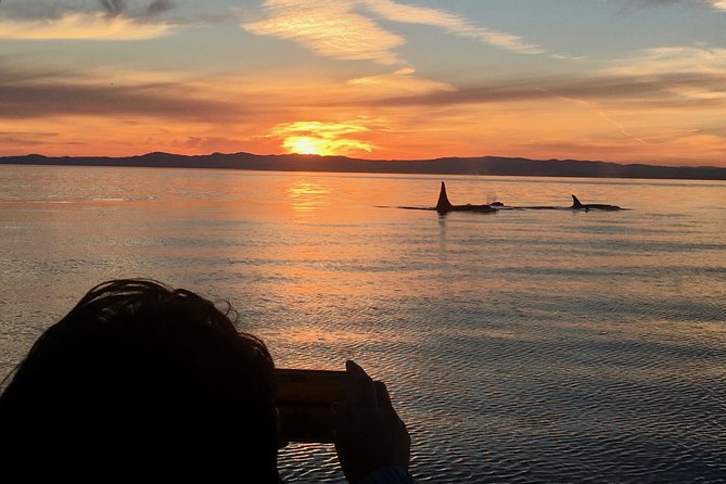 Victoria Sunset Whale-Watching Cruise - Key things to know before you book