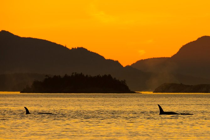 Victoria Sunset Whale-Watching Cruise - Leaving from Dallas Road for the Salish Sea