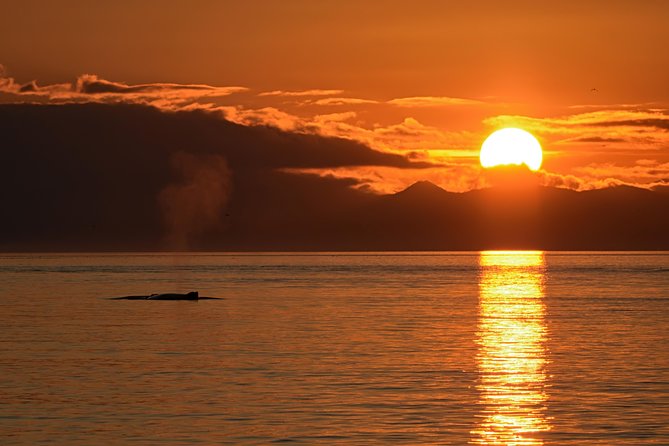Victoria Sunset Whale-Watching Cruise - The sunset return is more than a ride home
