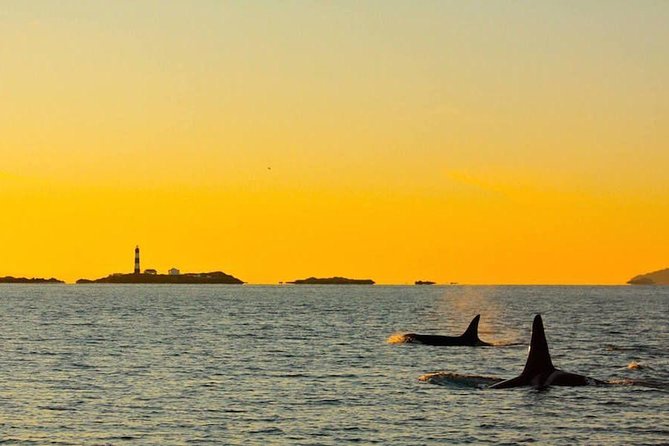 Victoria Sunset Whale-Watching Cruise - What the $138 price includes