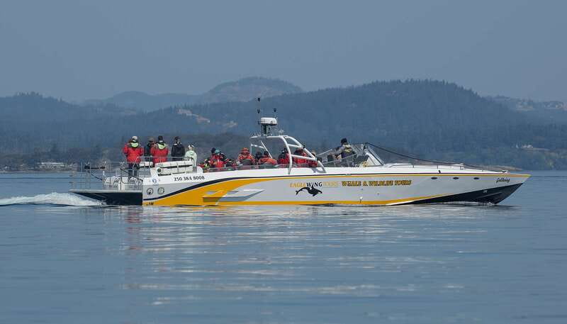 Victoria: Sunset Whale Watching Tour on an Open Scarab Boat - The whale search and responsible viewing