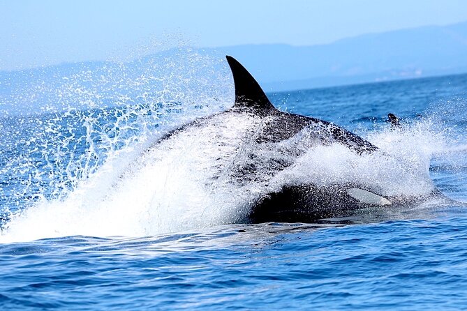 Victoria Ultimate Marine Whale & Wildlife Tour - Key points to know before booking