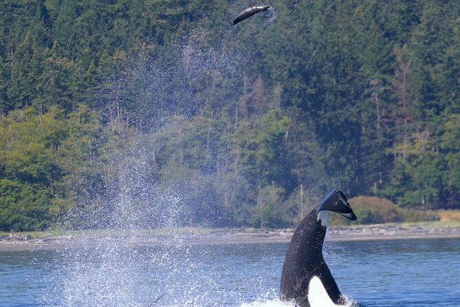 Victoria Ultimate Marine Whale & Wildlife Tour - Leaving downtown Victoria for the Salish Sea