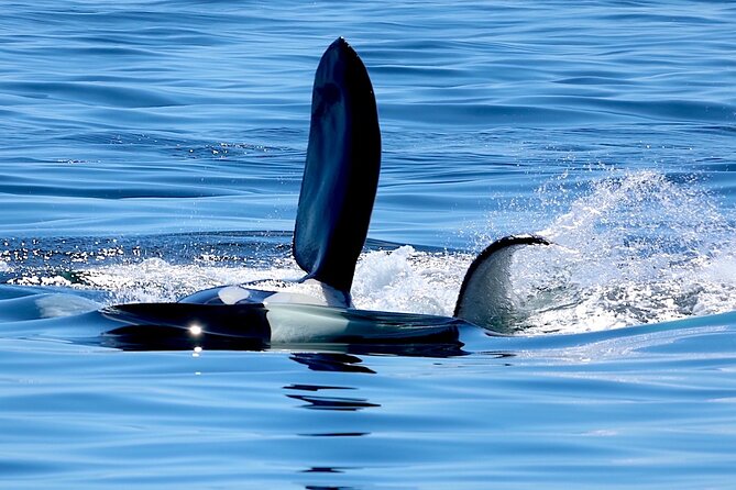 Victoria Ultimate Marine Whale & Wildlife Tour - Small boats, viewing decks, and comfort