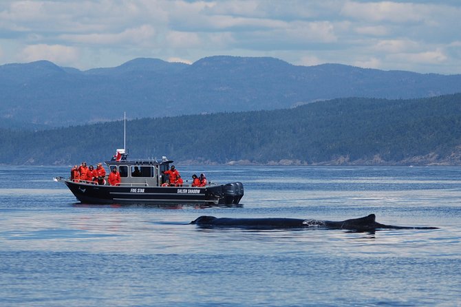 Victoria Ultimate Marine Whale & Wildlife Tour - Who should choose this Victoria whale tour?