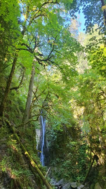 Victoria Waterfall, Skywalk, Beach Picnic, Castle and Whales - The Malahat Skywalk and its high ocean views