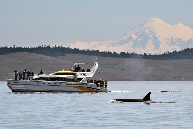 Victoria Whale and Wildlife Cruise - Key points to know before you book